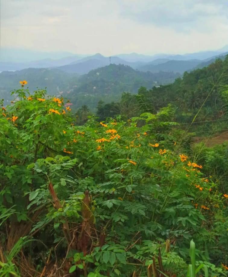 Kandy Ivy Mountain View Resort ภายนอก รูปภาพ